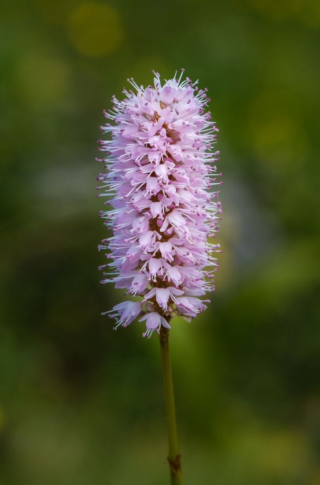 Polygonum bistorta